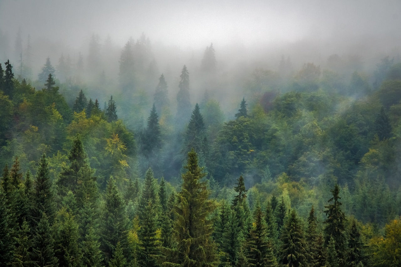 Mist-covered forest with dense evergreen trees and vibrant greenery in a peaceful natural landscape.